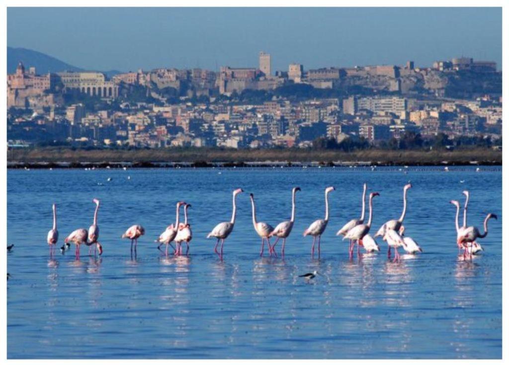 Casa Andrea A 1,5 Km Dal Mare! Daire Quartu SantʼElena Dış mekan fotoğraf
